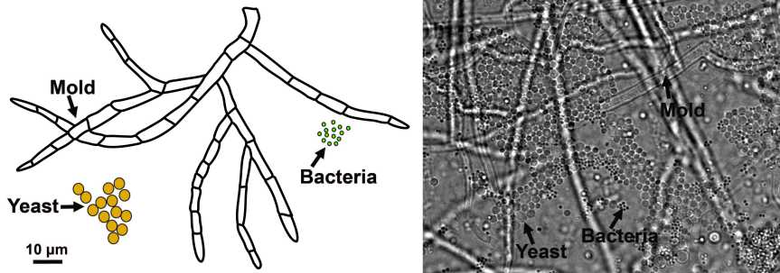 Mold-yeast-bacteria